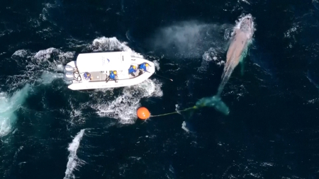 Megattera impigliata nelle reti da pesca liberata al largo delle coste australiane