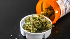 Allarme psicosi e dipendenza da Cannabis a alta potenza