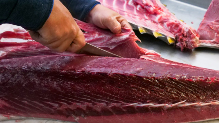 Coldiretti: creare fattorie allevamento tonno rosso per la sostenibilità della filiera