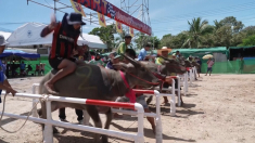 La corsa dei bufali in Thailandia