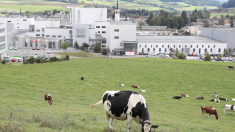 Nestle abbandona l’Alleanza per la riduzione del metano “bovino”