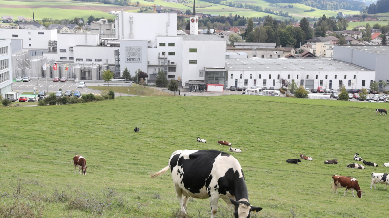 Mucche al pascolo davanti a uno stabilimento Nestlé a Konolfingen, in Svizzera (foto REUTERS/Arnd Wiegmann).