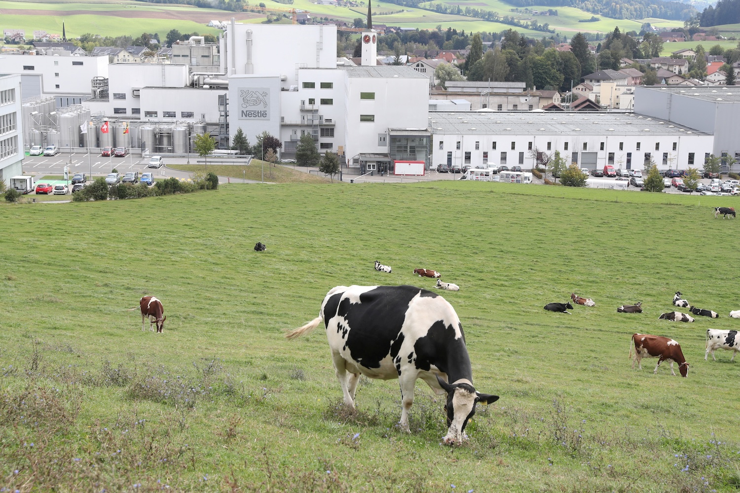 Nestle abbandona l’Alleanza per la riduzione del metano “bovino”