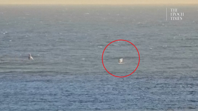 Foto: Screenshot da video