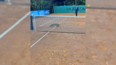 La volpe tennista che ruba le palline e conquista tutti al Circolo Tennis di San Giorgio