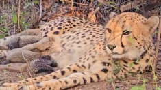 Svolta decisiva nella tutela dei ghepardi in India, «Mukhi» dà alla luce cinque cuccioli