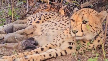 Svolta decisiva nella tutela dei ghepardi in India, «Mukhi» dà alla luce cinque cuccioli