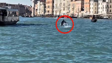 Il delfino Mimmo incanta i turisti a Venezia ma preoccupa gli esperti