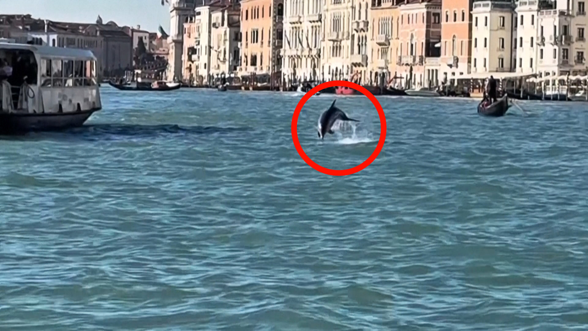 Il delfino Mimmo incanta i turisti a Venezia ma preoccupa gli esperti